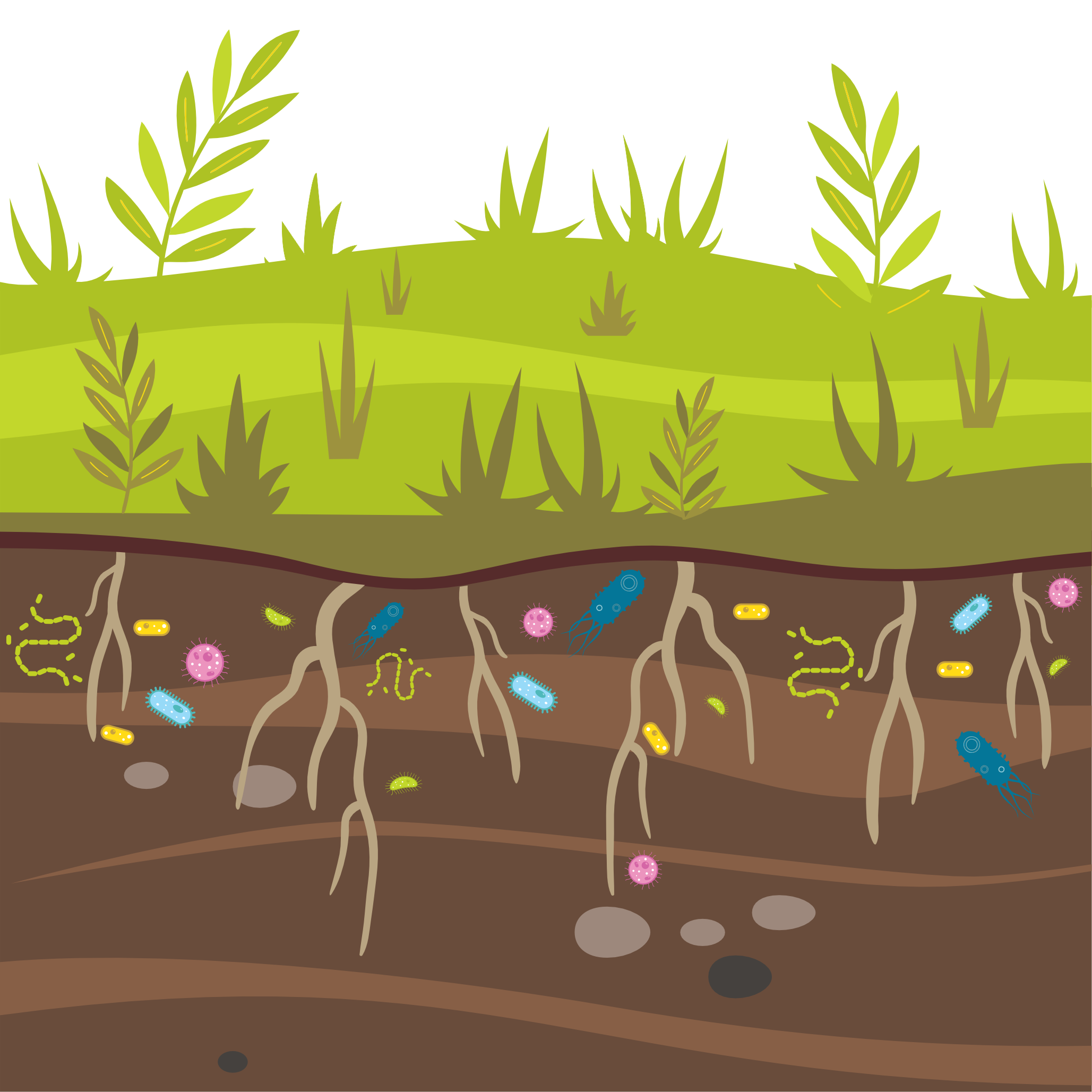 Soil with roots and microorganisms